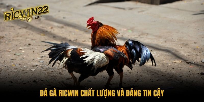 Đá gà Ricwin chất lượng và đáng tin cậy