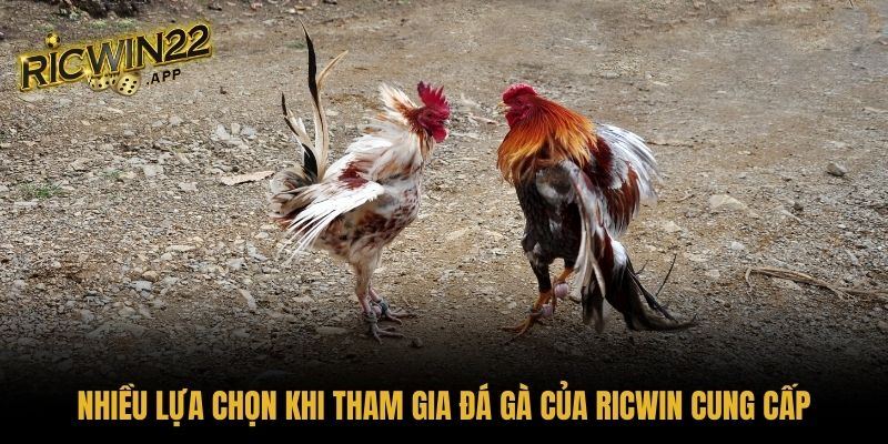 Nhiều lựa chọn khi tham gia đá gà của Ricwin cung cấp