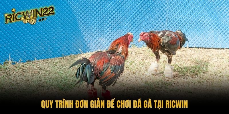 Quy trình đơn giản để chơi đá gà tại Ricwin